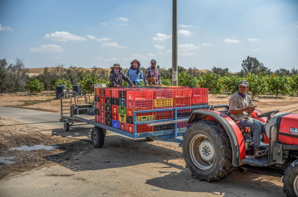 Gebrek aan arbeidskrachten in Israël raakt vooral de landbouw